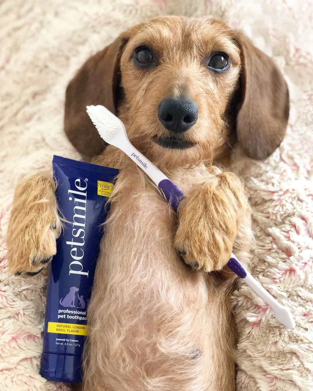 Dual-Ended Pet Toothbrush