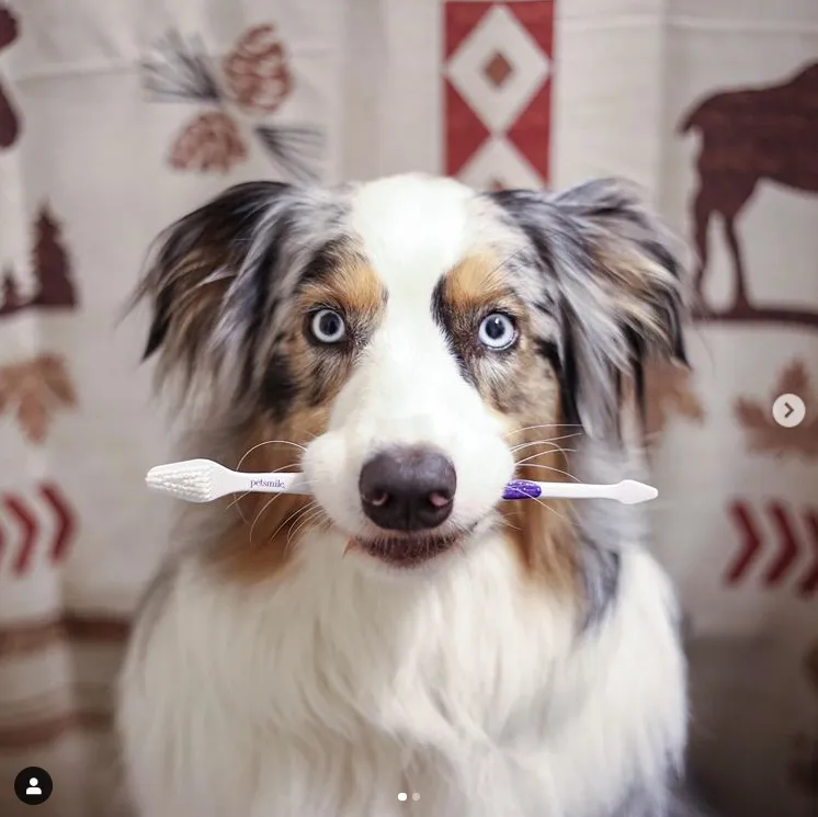 Dual-Ended Pet Toothbrush