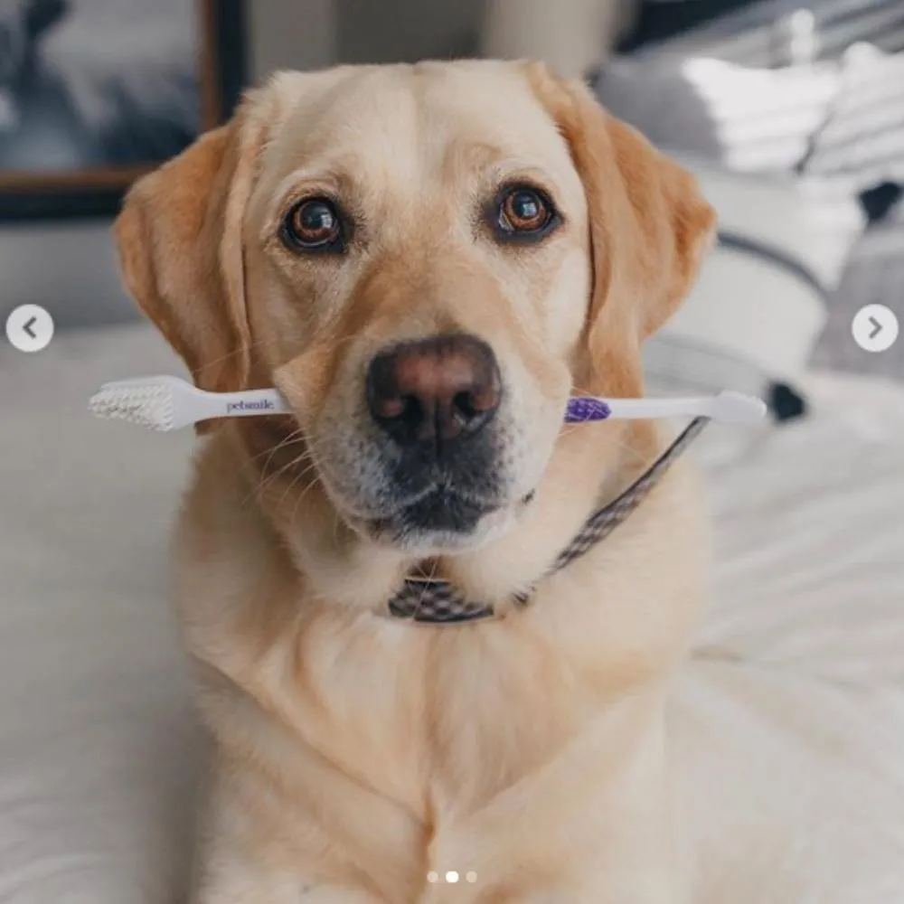 Dual-Ended Pet Toothbrush