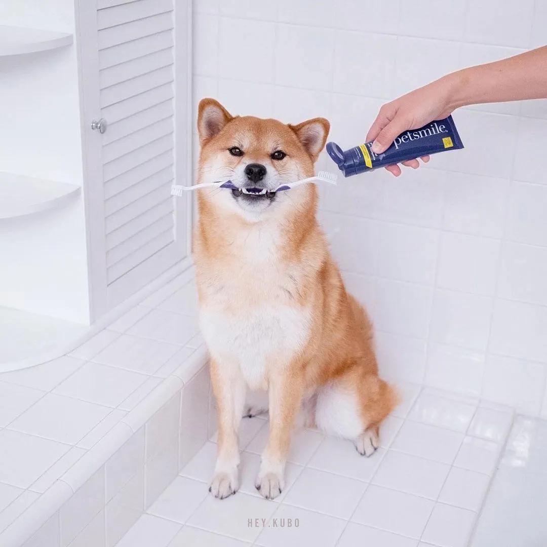 Dual-Ended Pet Toothbrush