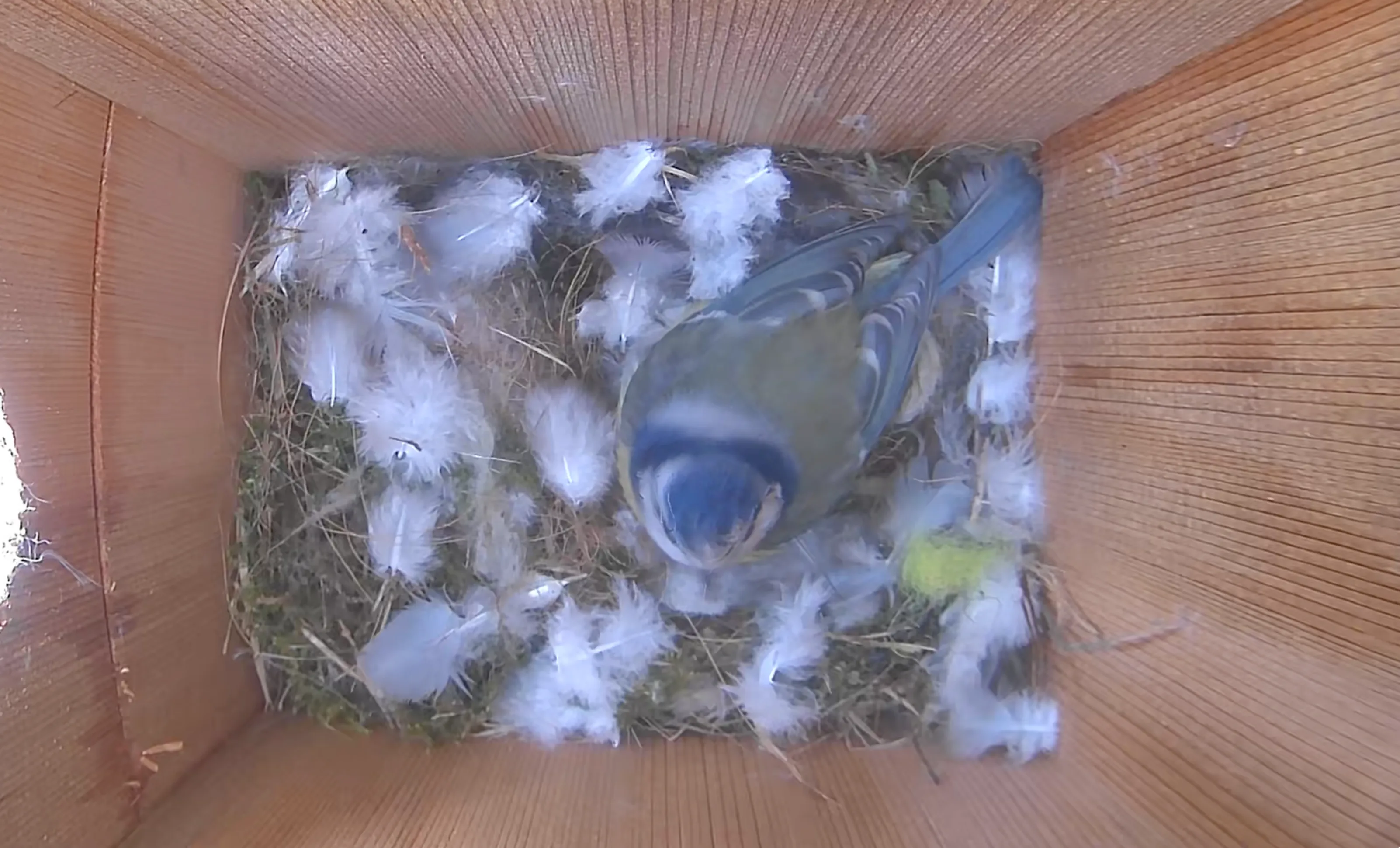 Solar Powered Battery WiFi Bird Box Camera System